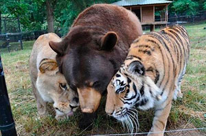 Leones, tigres y osos Leones, tigres y osos
