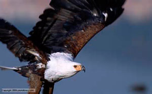 Las aguilas Las aguilas