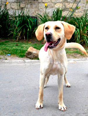 Flora, la perrita dejemplo de lelatad