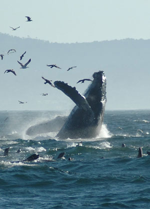 Una ballena Jorobada en el océano Pacífico