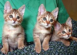 Tres de los gatos clonados por Martha Gomez