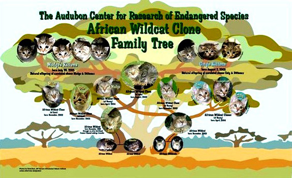 Árbol genealógico de los gatos clonados por la colombiana