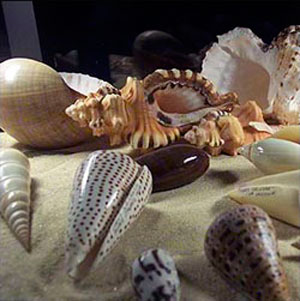 Las caracolas de Neruda