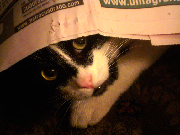 El gato Chigüiro, inspirador del libro