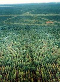 El cultivo de 8.000 hectares de pino